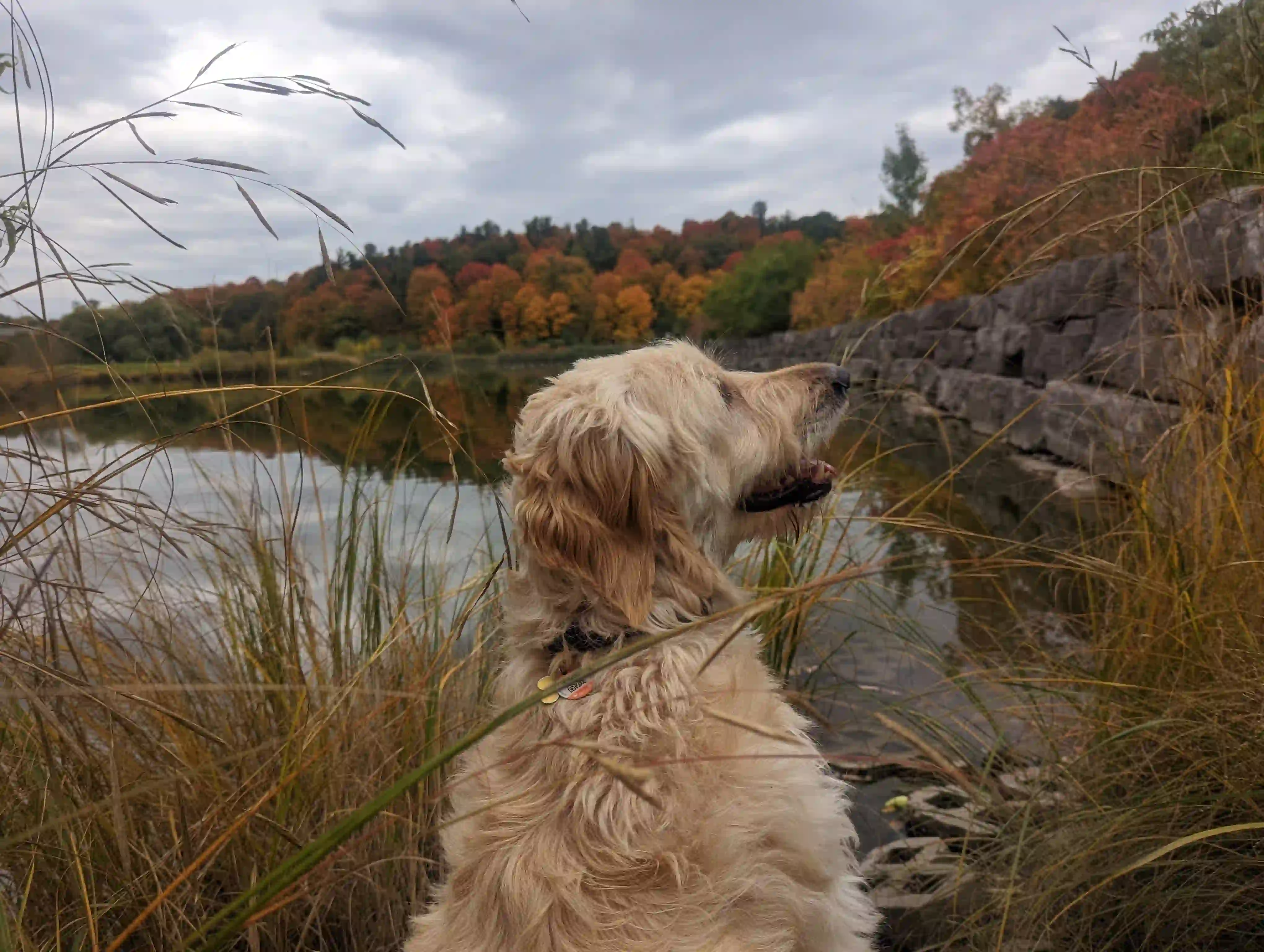 A landscape of Bella in the autumn by a pond
