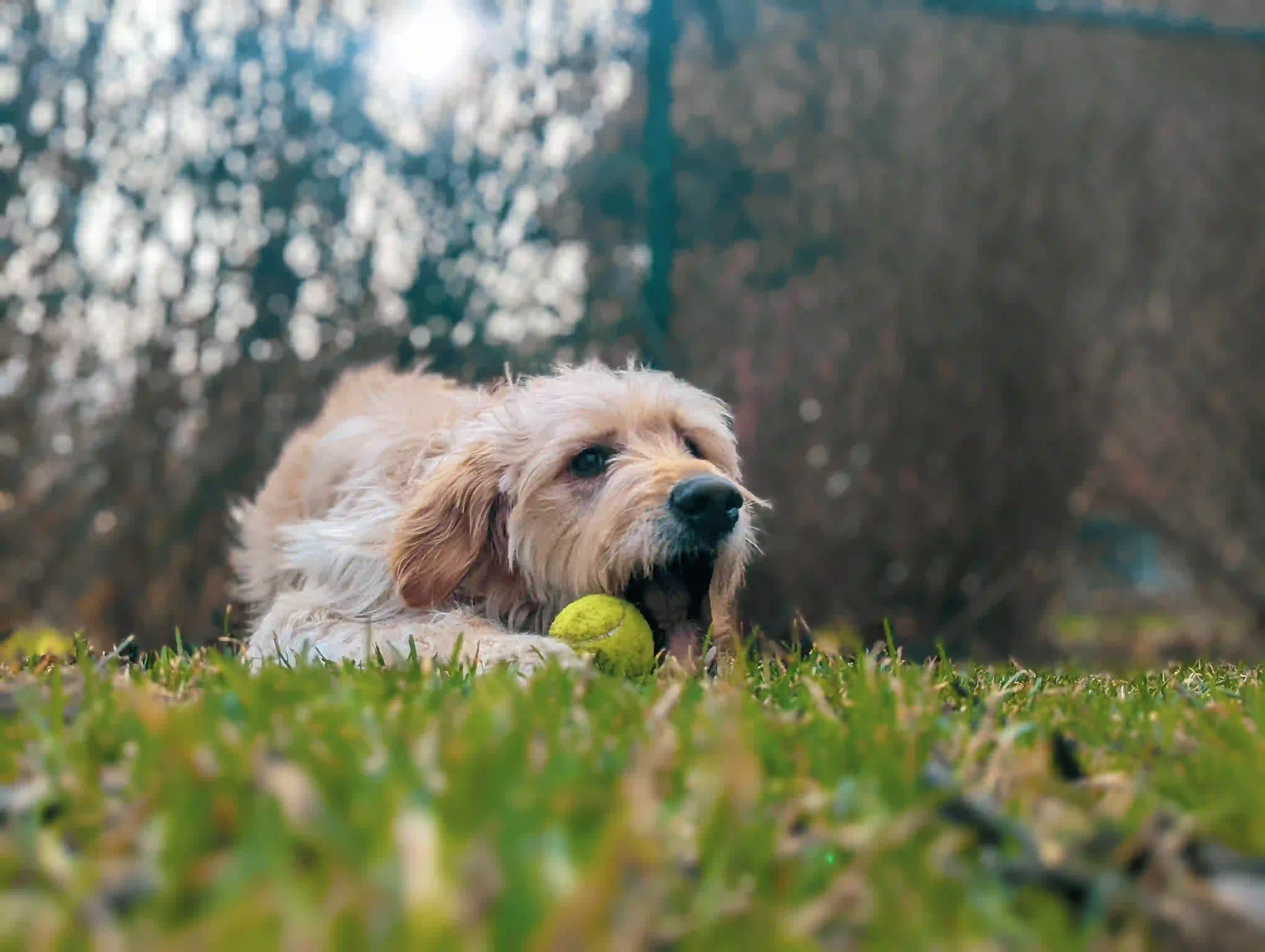 Portrait of Bella taken playing with a tennis ball